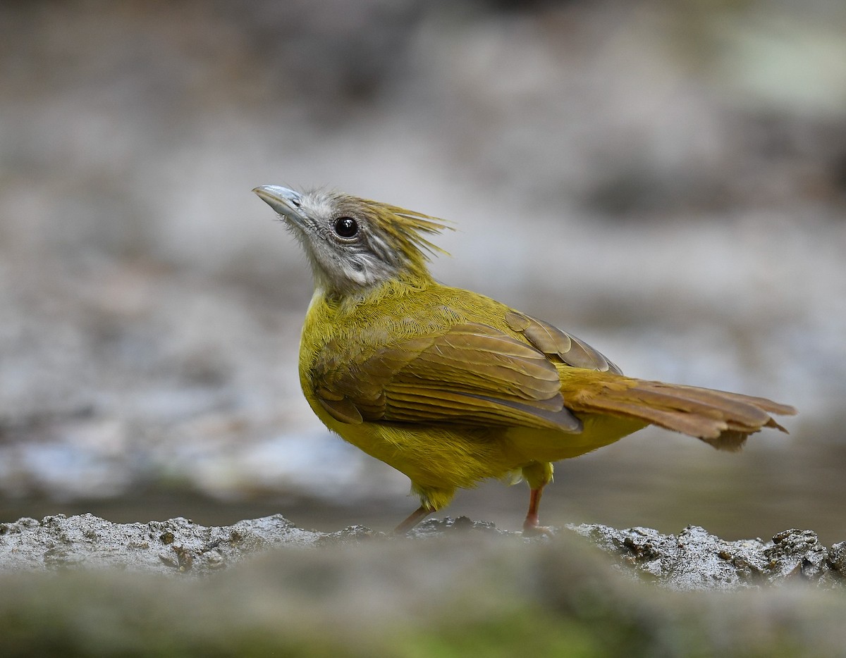 White-throated Bulbul - ML642100357