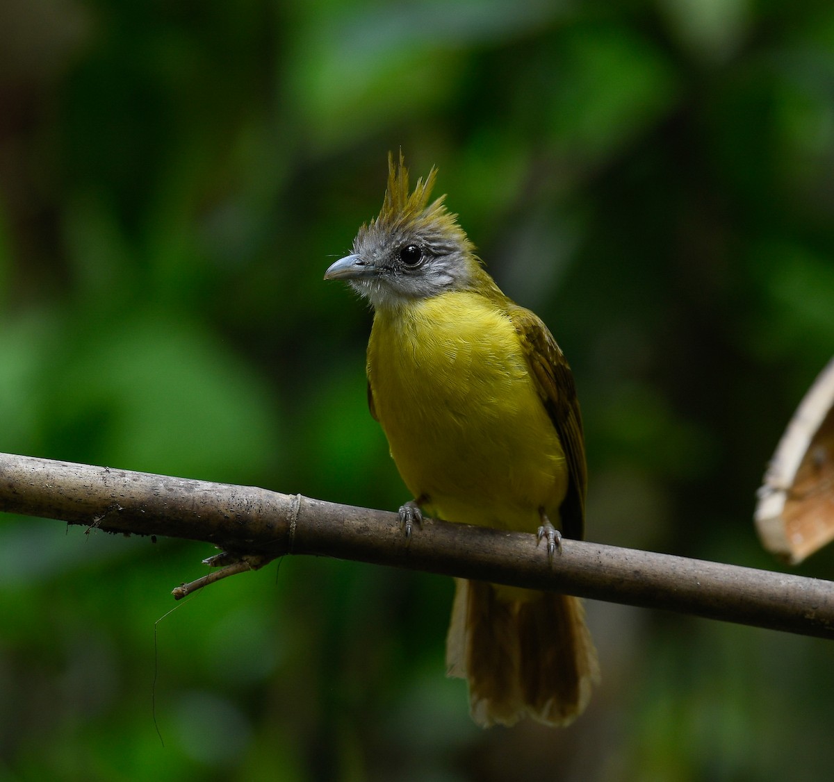 White-throated Bulbul - ML642100358
