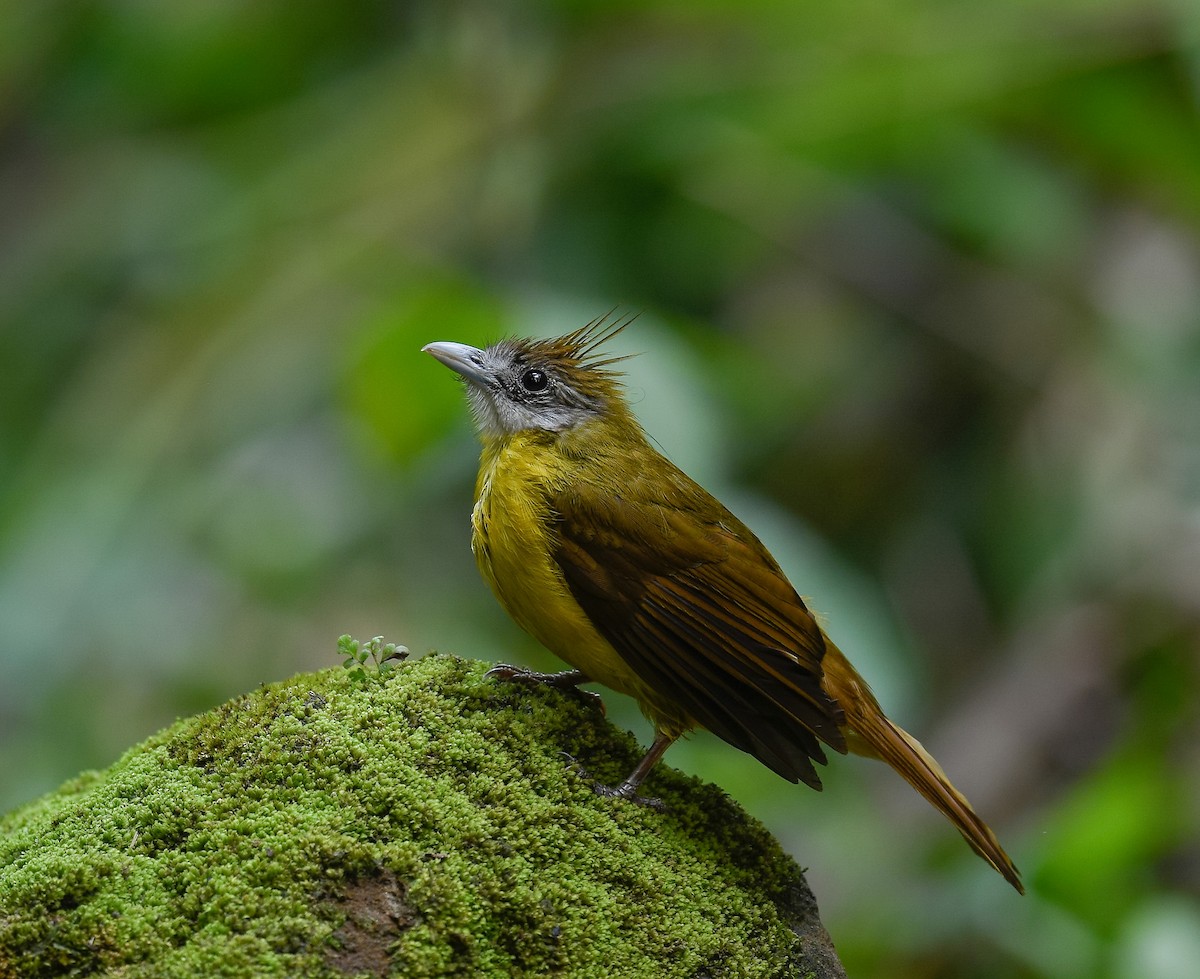 White-throated Bulbul - ML642100359