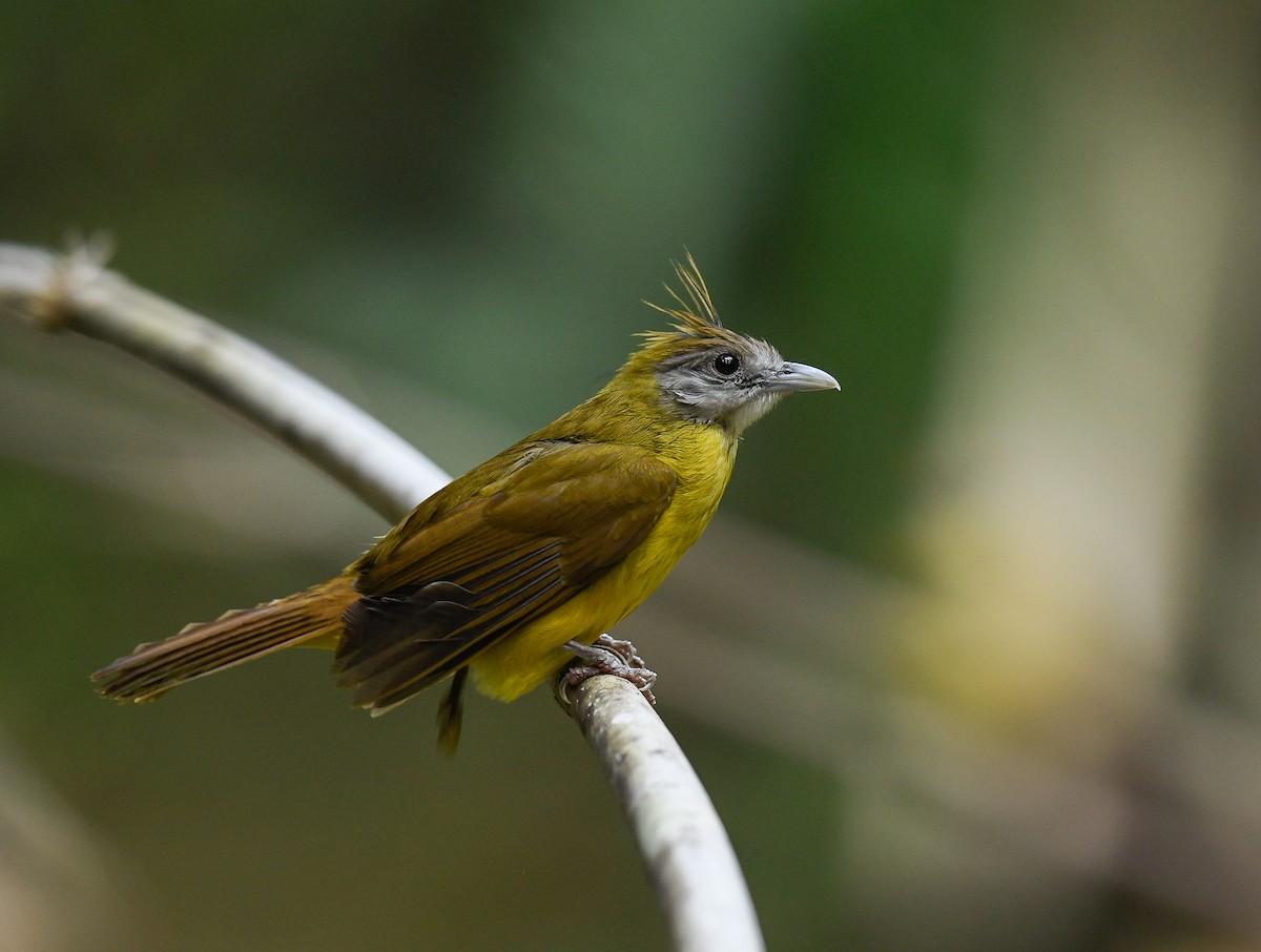 White-throated Bulbul - ML642100360