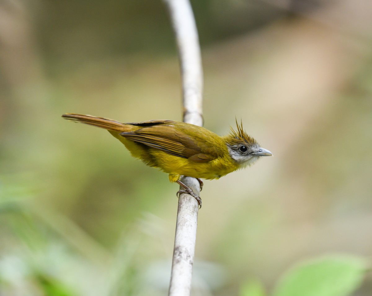 White-throated Bulbul - ML642100362