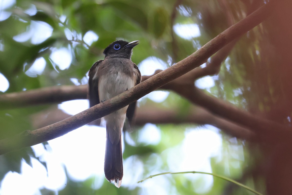 Black Paradise-Flycatcher - ML642100363