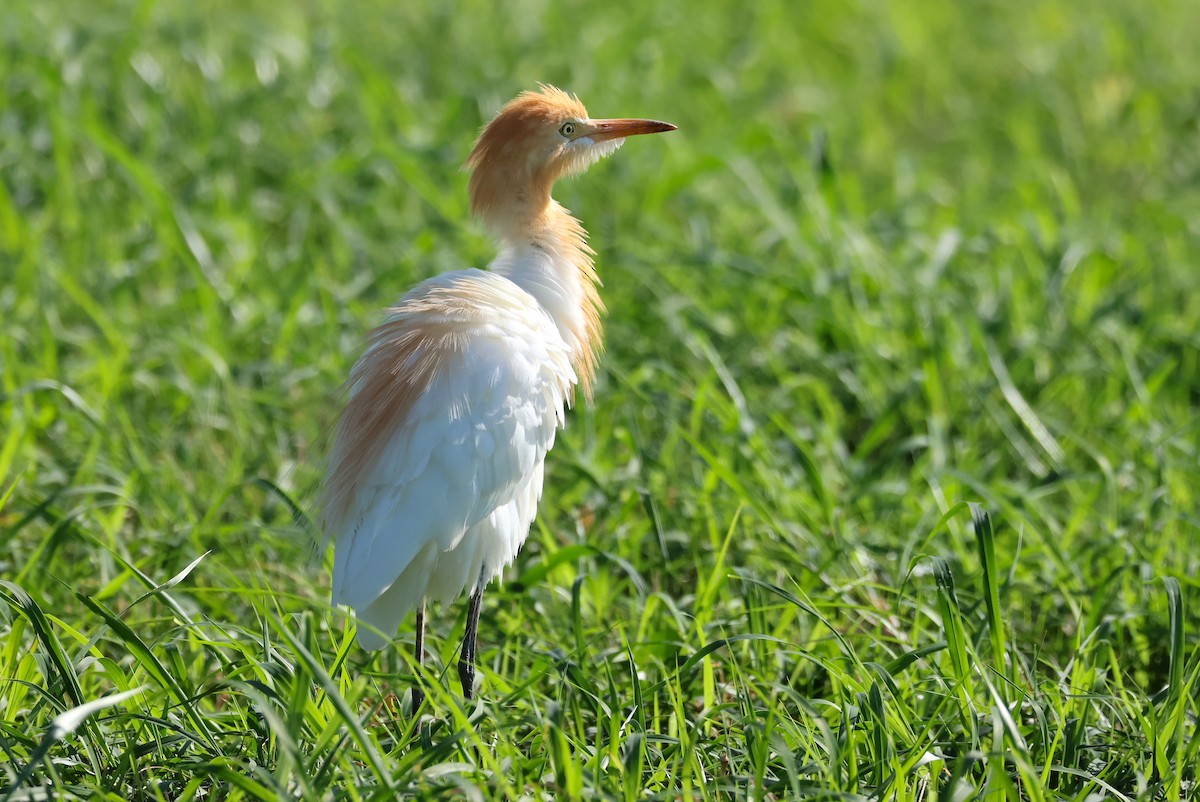 Eastern Cattle-Egret - ML642100366