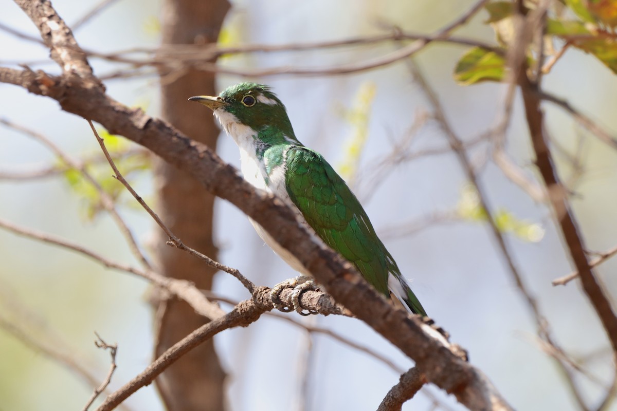 Klaas's Cuckoo - ML642100367
