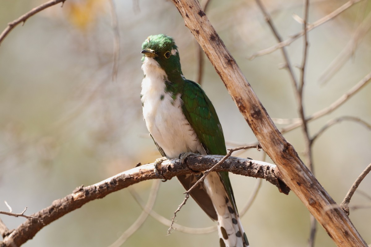 Klaas's Cuckoo - ML642100368