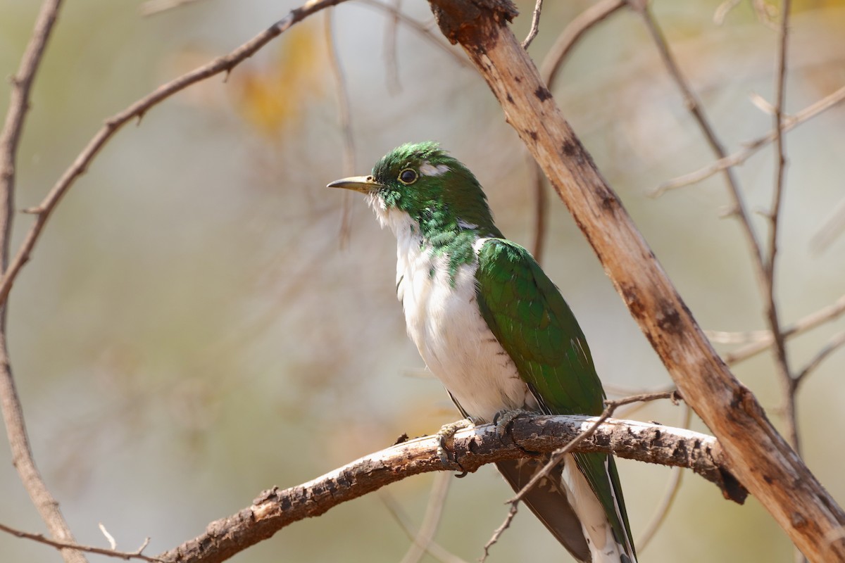 Klaas's Cuckoo - ML642100369