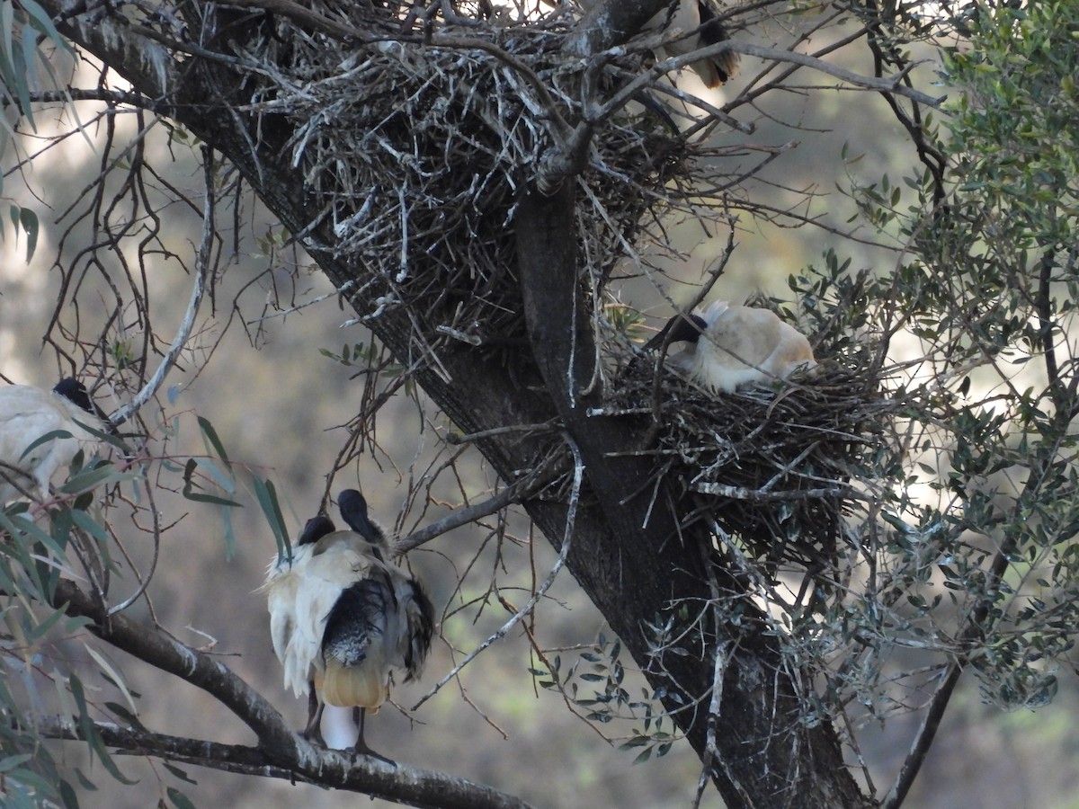 Australian Ibis - ML642100370