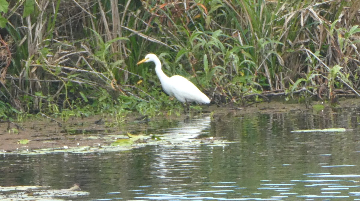 Plumed Egret - ML642100372