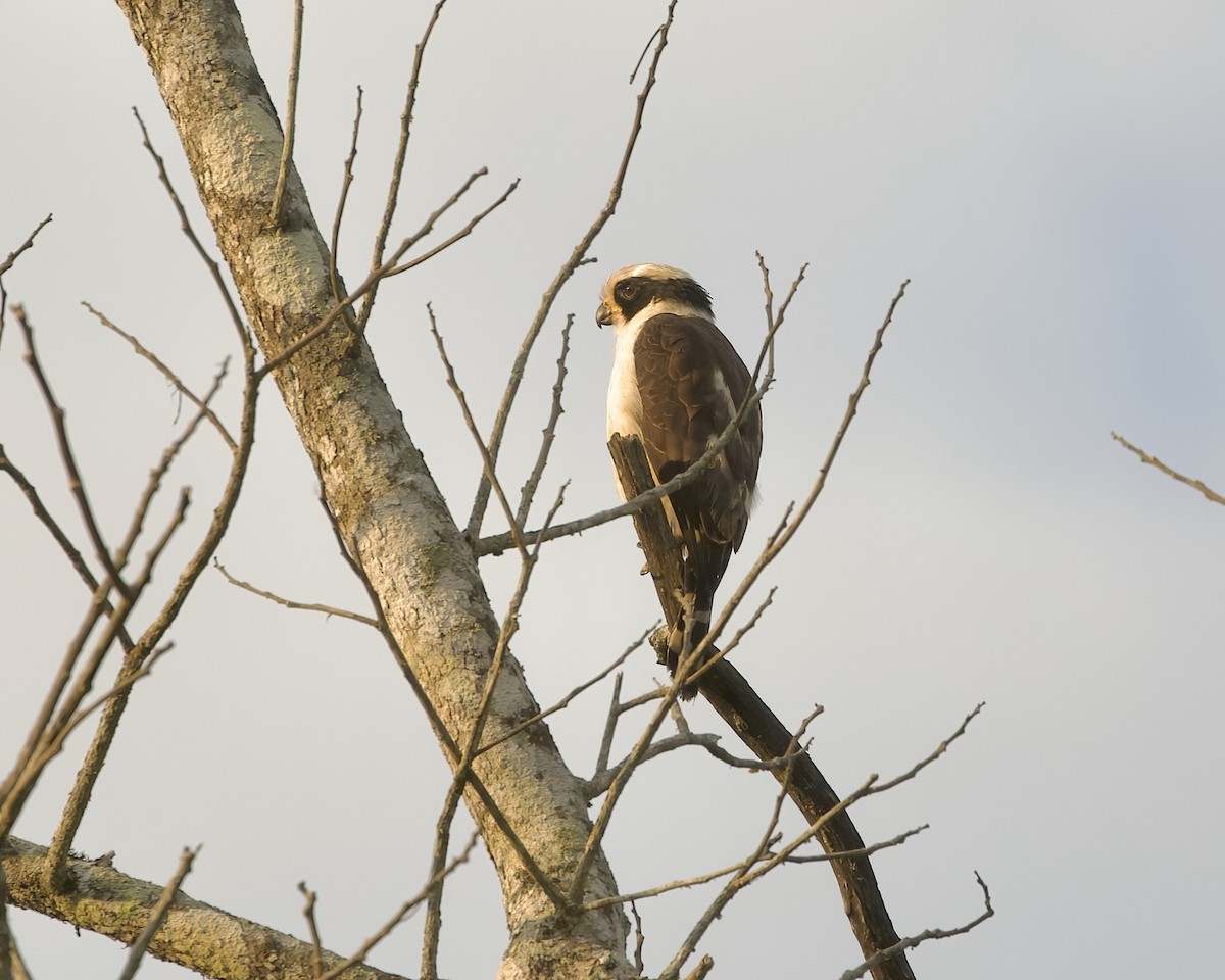 Laughing Falcon - ML642100374