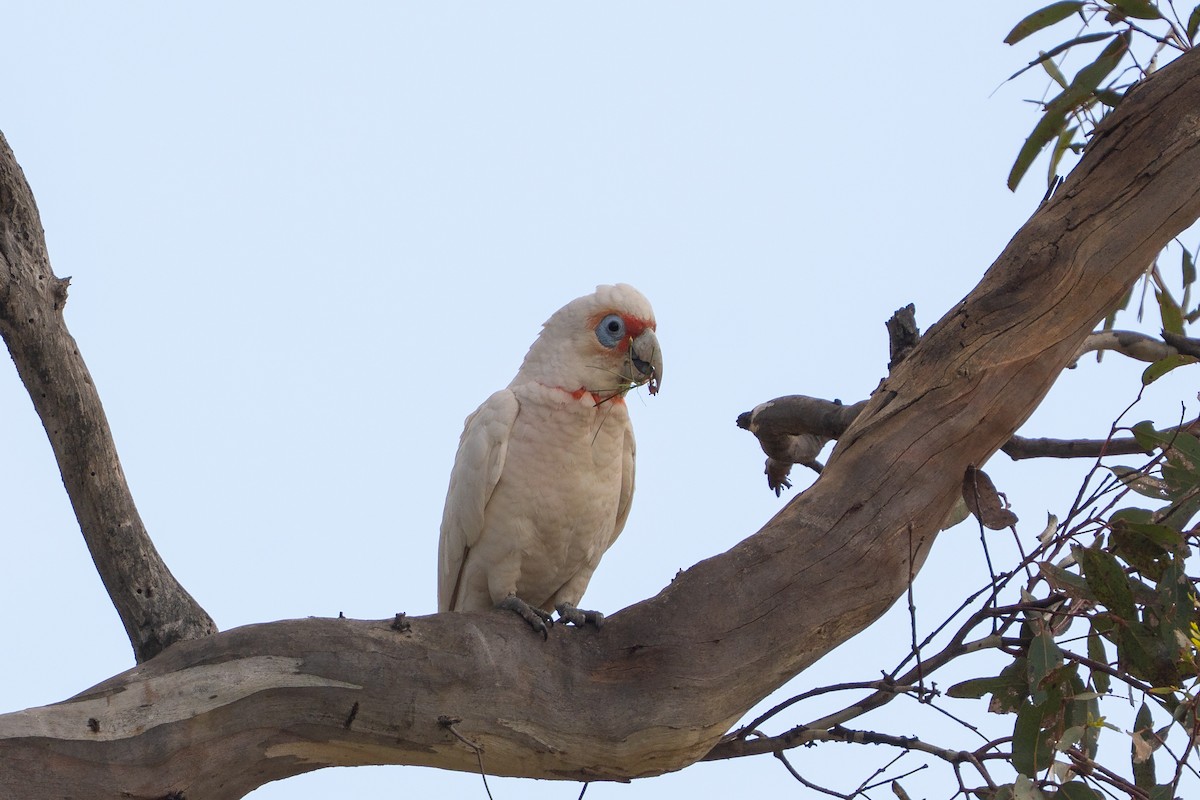 Long-billed Corella - ML642100377
