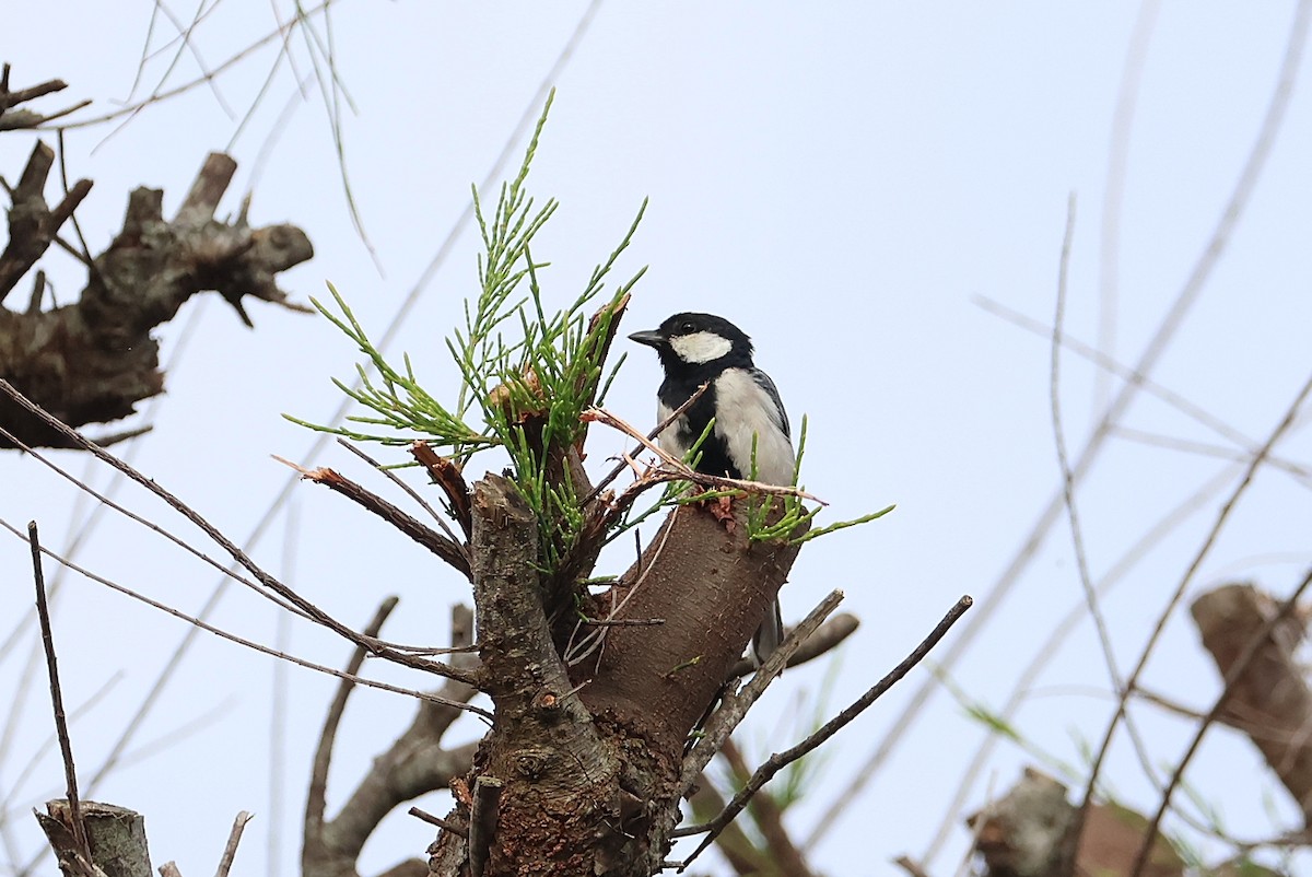 Asian Tit - ML642100378