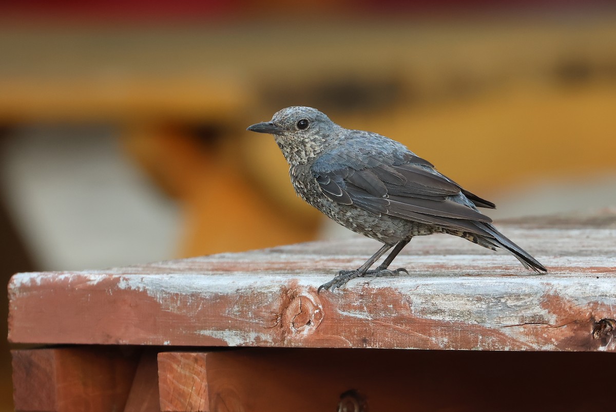 Blue Rock-Thrush - ML642100383