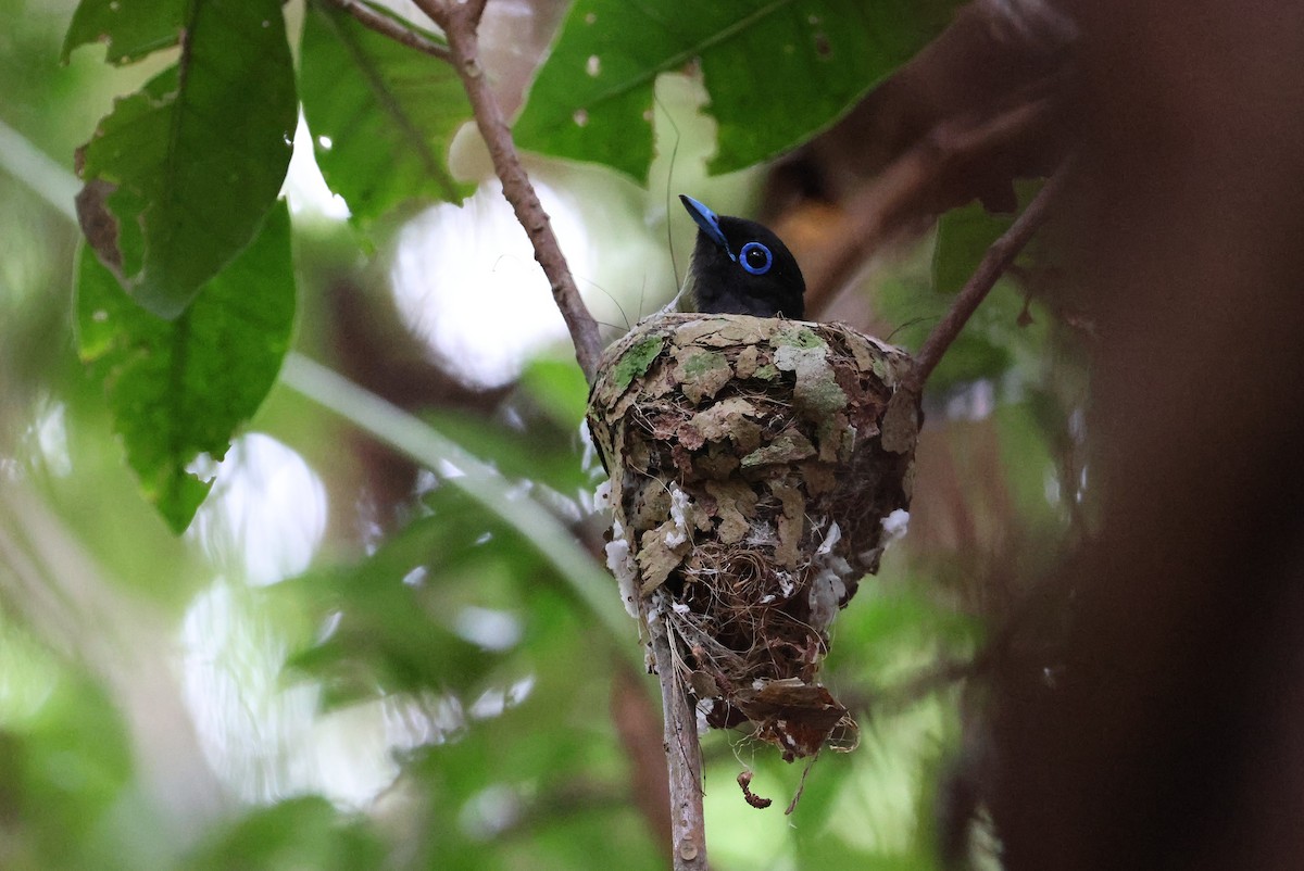 Black Paradise-Flycatcher - ML642100384