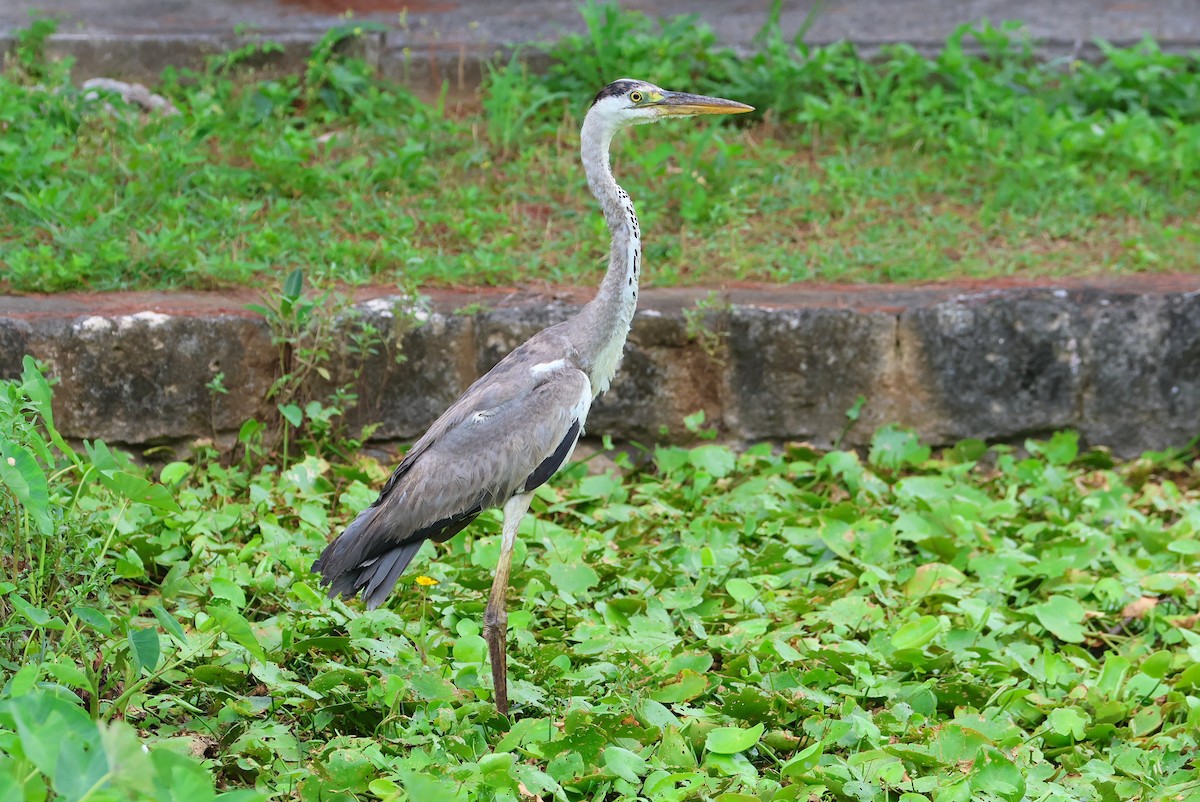 Gray Heron - ML642100387