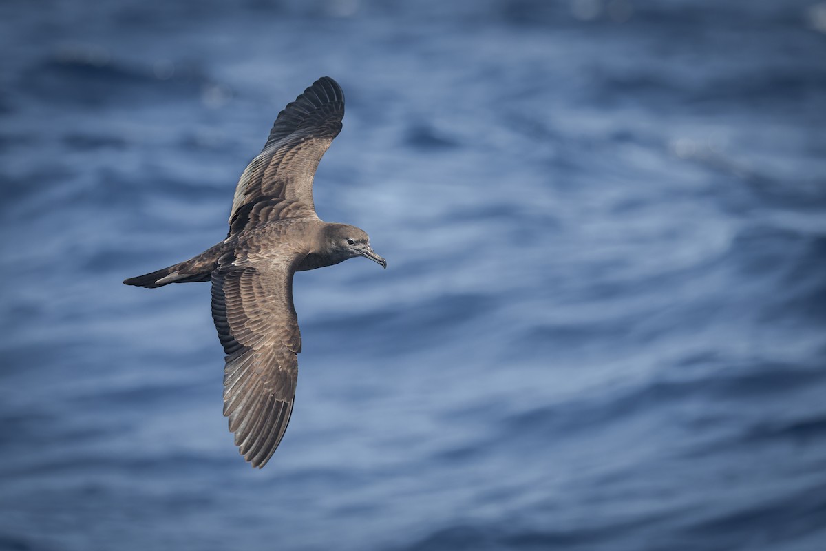 Wedge-tailed Shearwater - ML642100388