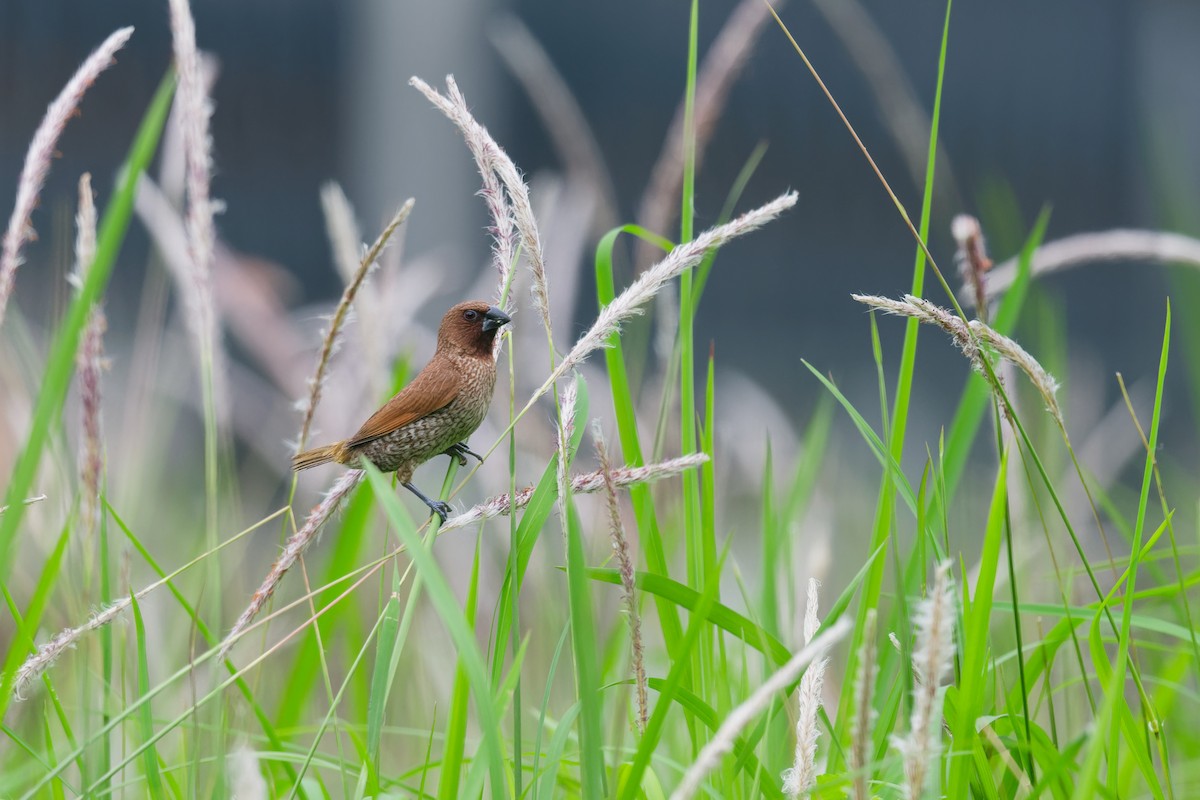 Scaly-breasted Munia - ML642100389