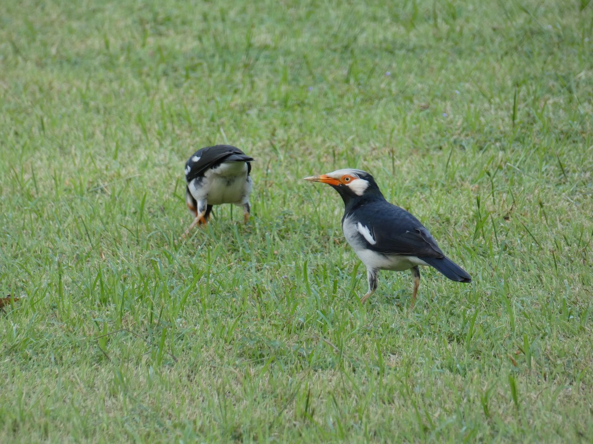 Siamese Pied Starling - ML642100391