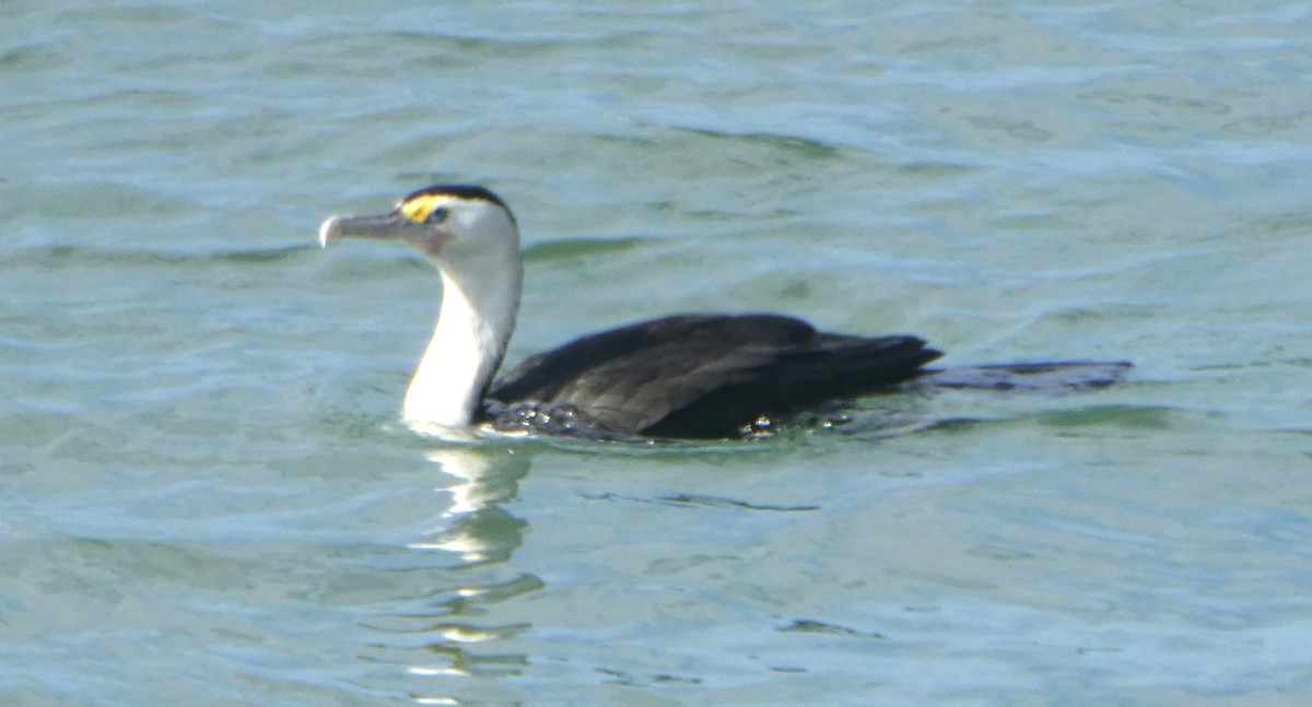 Pied Cormorant - ML642100394