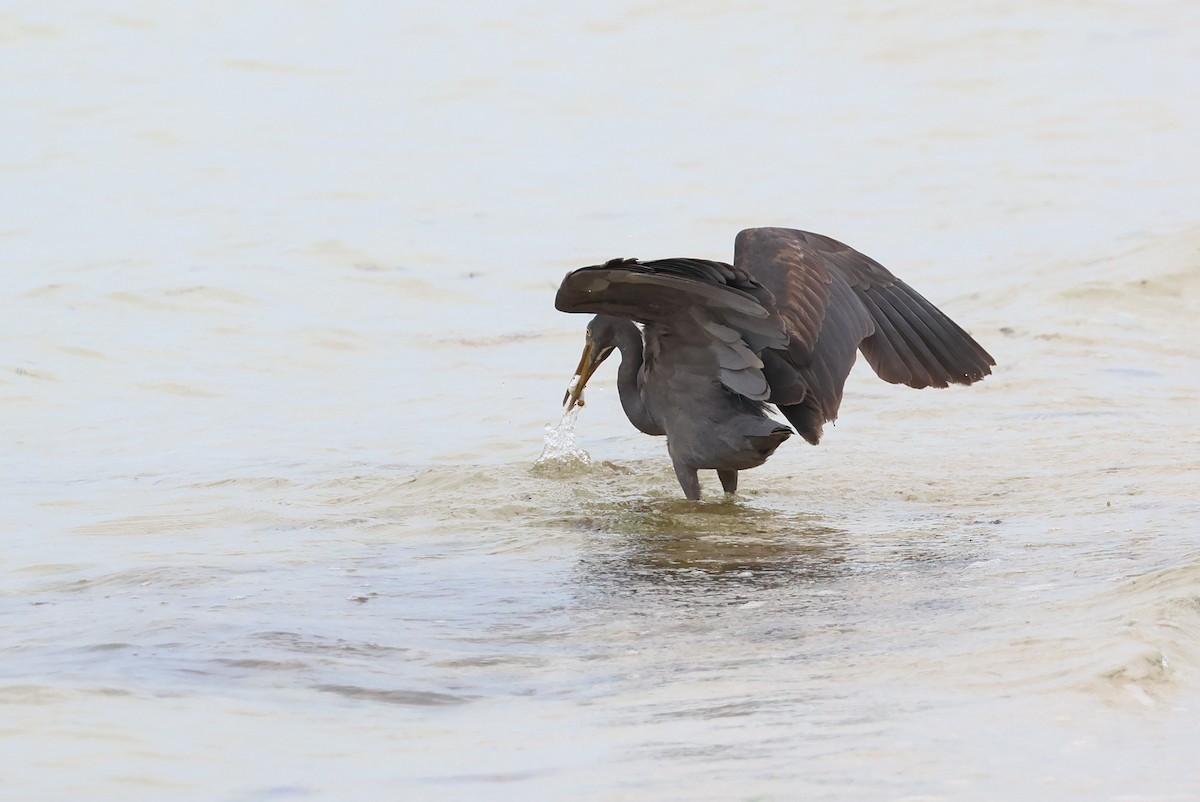 Pacific Reef-Heron - ML642100396