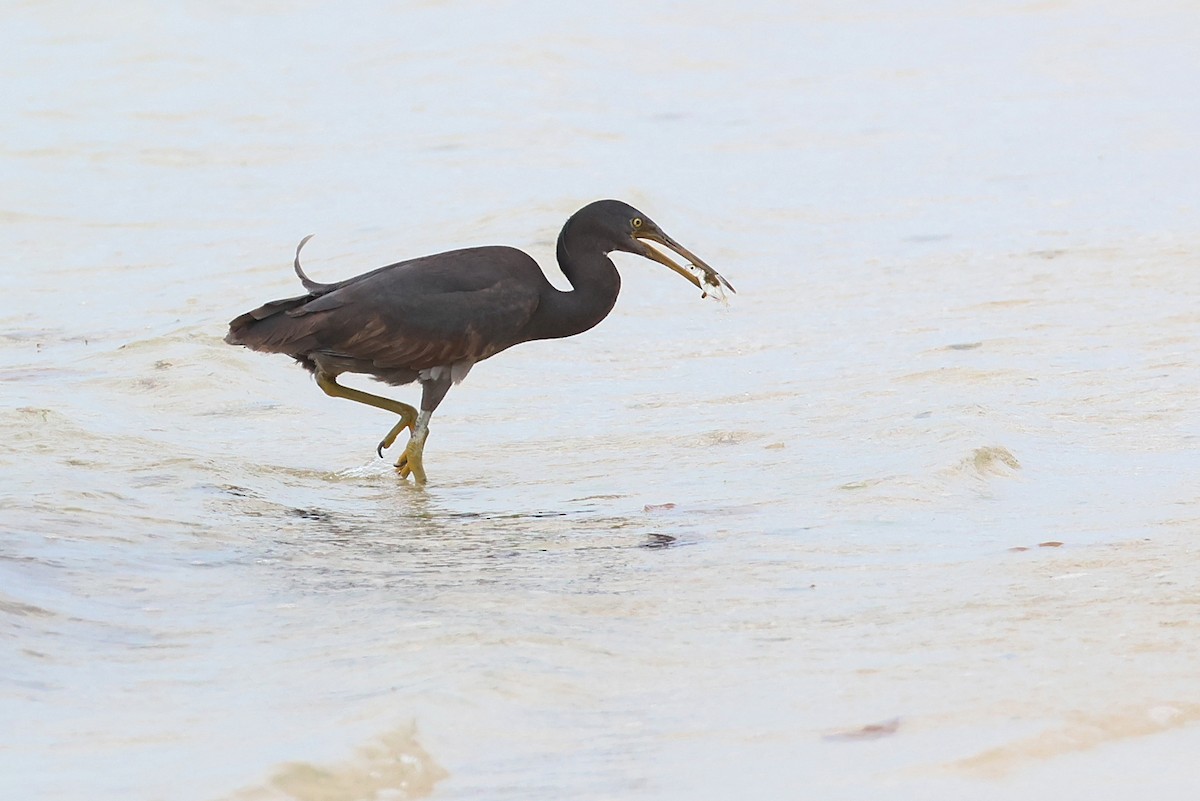 Pacific Reef-Heron - ML642100397