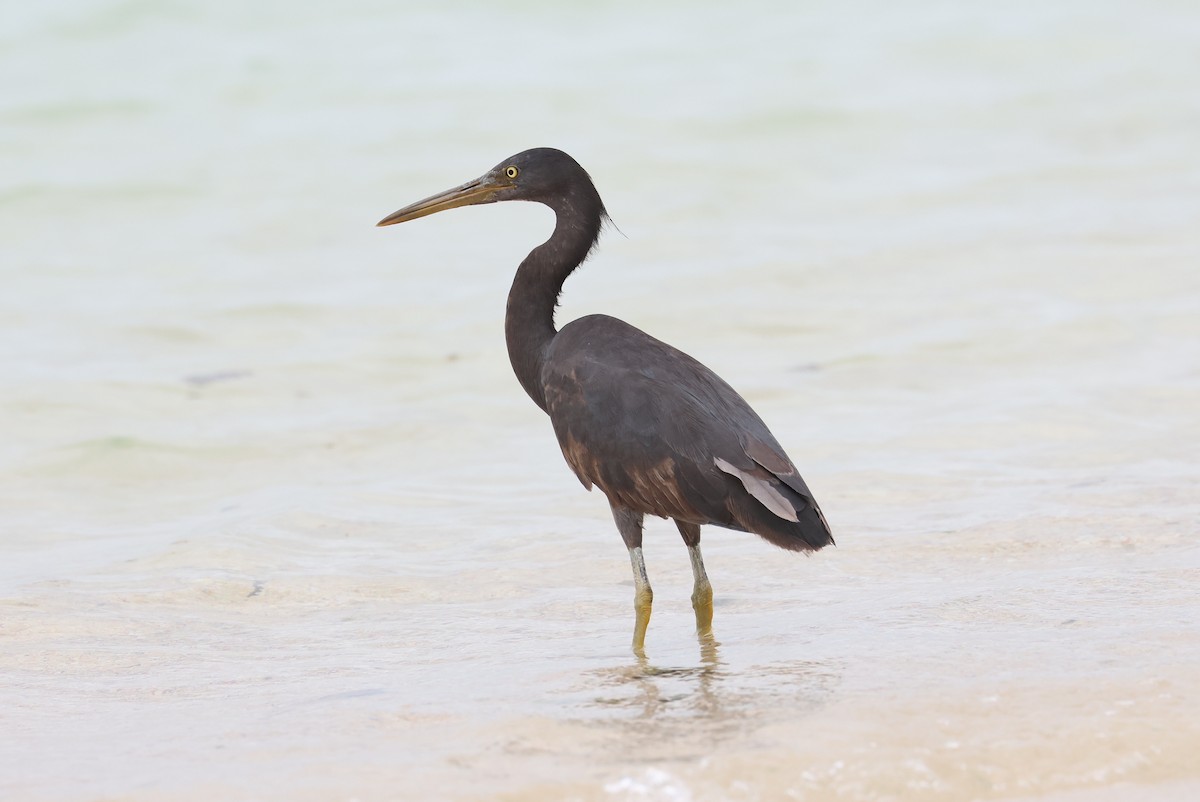 Pacific Reef-Heron - ML642100398