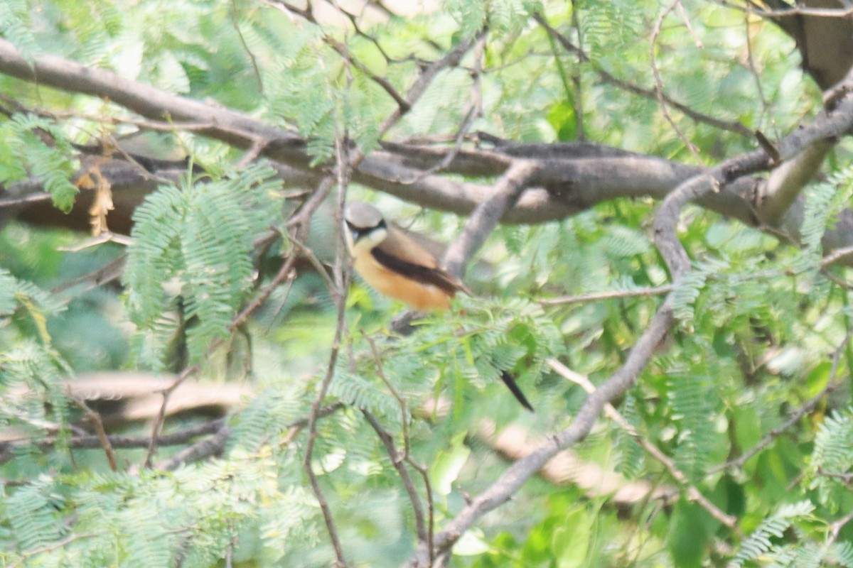 Long-tailed Shrike - ML642100402