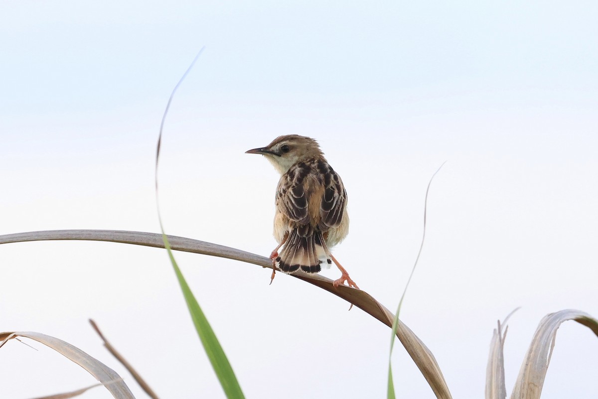 Zitting Cisticola - ML642100405