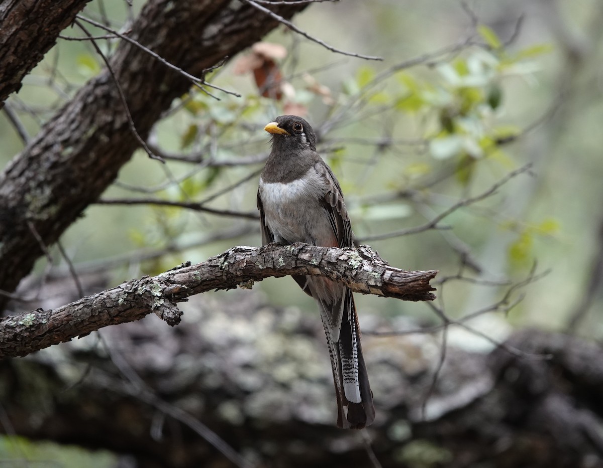 Elegant Trogon - ML642100406