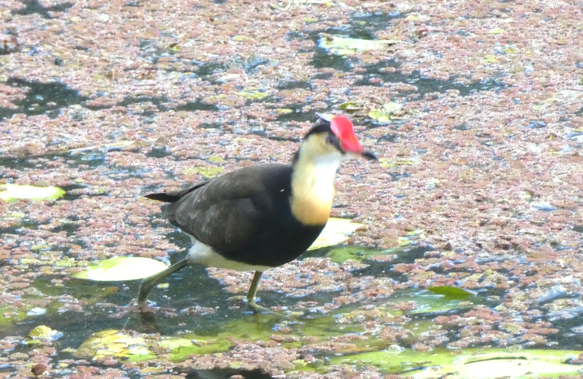 Comb-crested Jacana - ML642100408