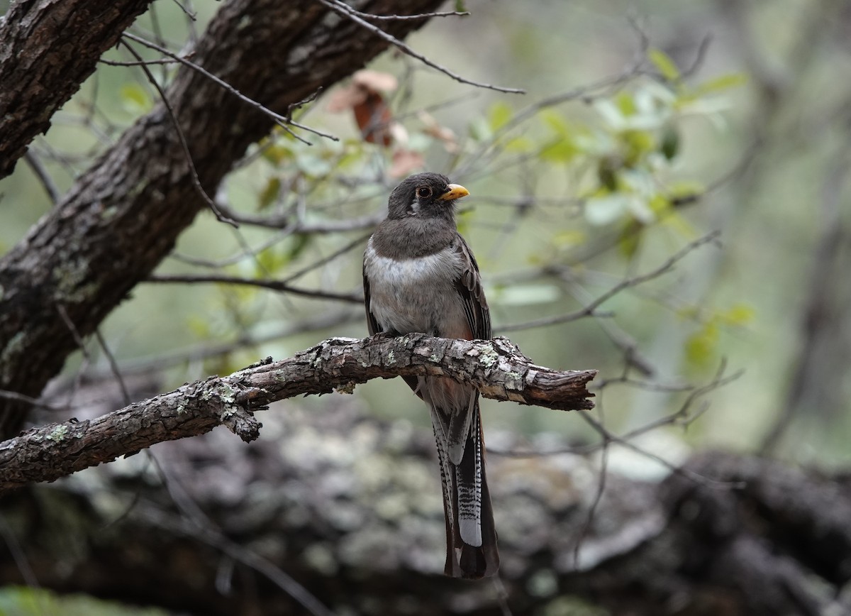 Elegant Trogon - ML642100410