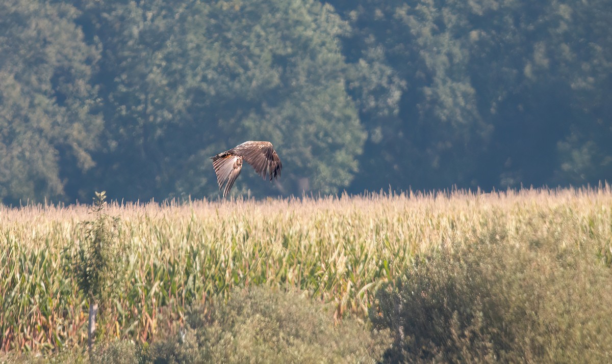White-tailed Eagle - ML642100412