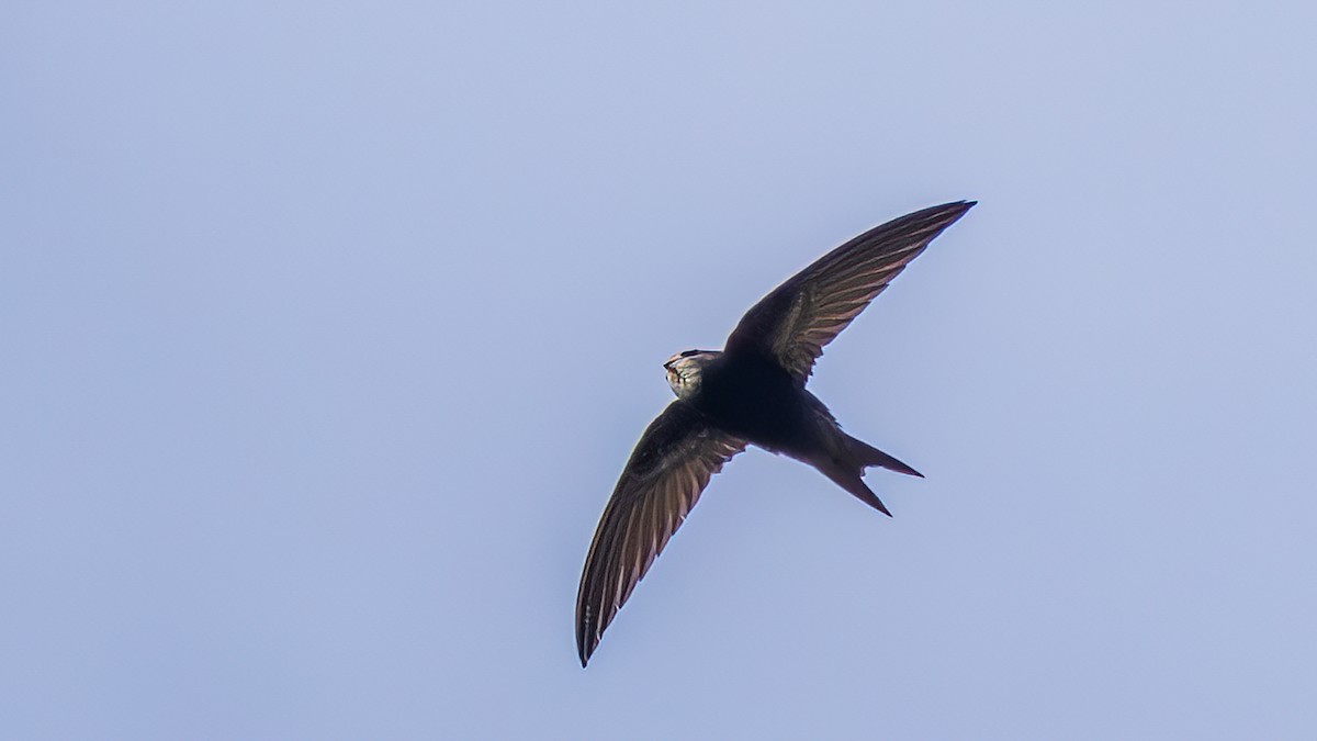 Common Swift - ML642100413