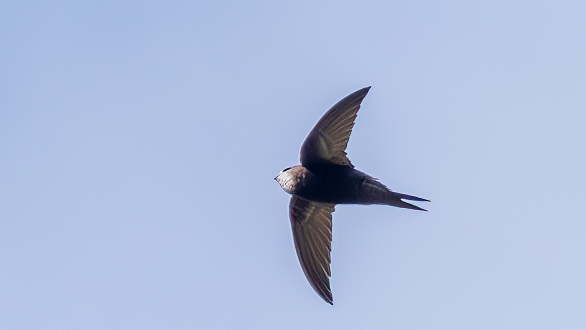 Common Swift - ML642100414