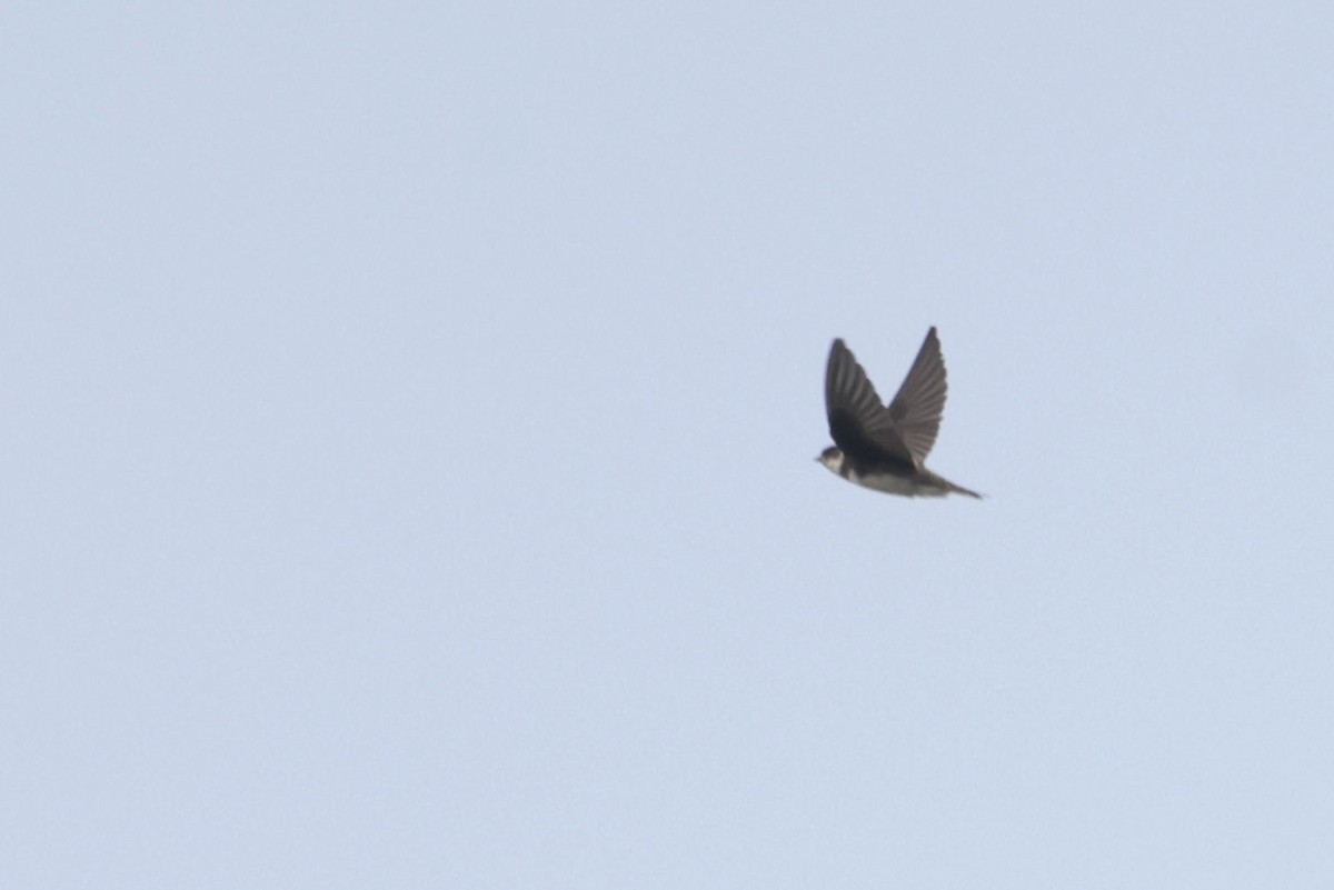 Bank Swallow - ML642100415