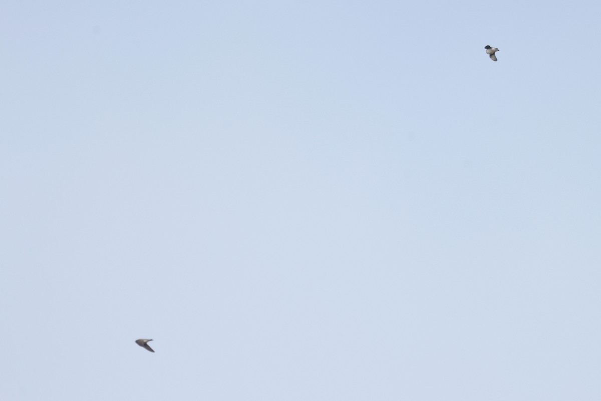 Bank Swallow - ML642100416