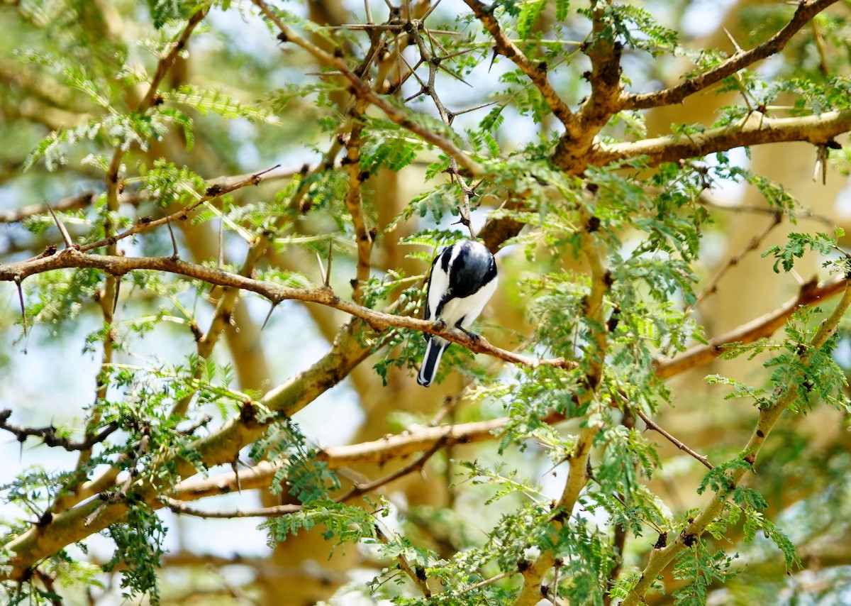 Chinspot Batis - ML642100417