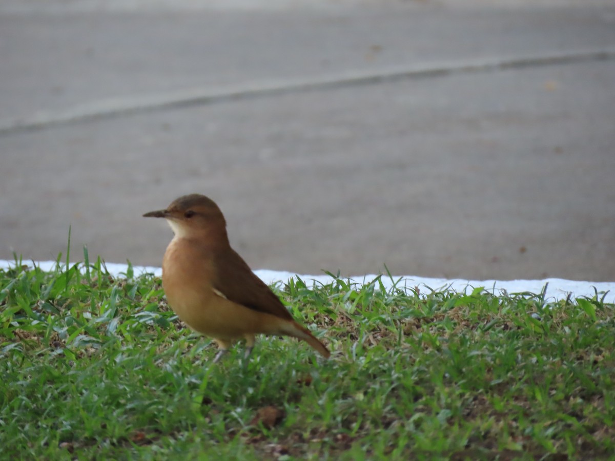Rufous Hornero - ML642100419