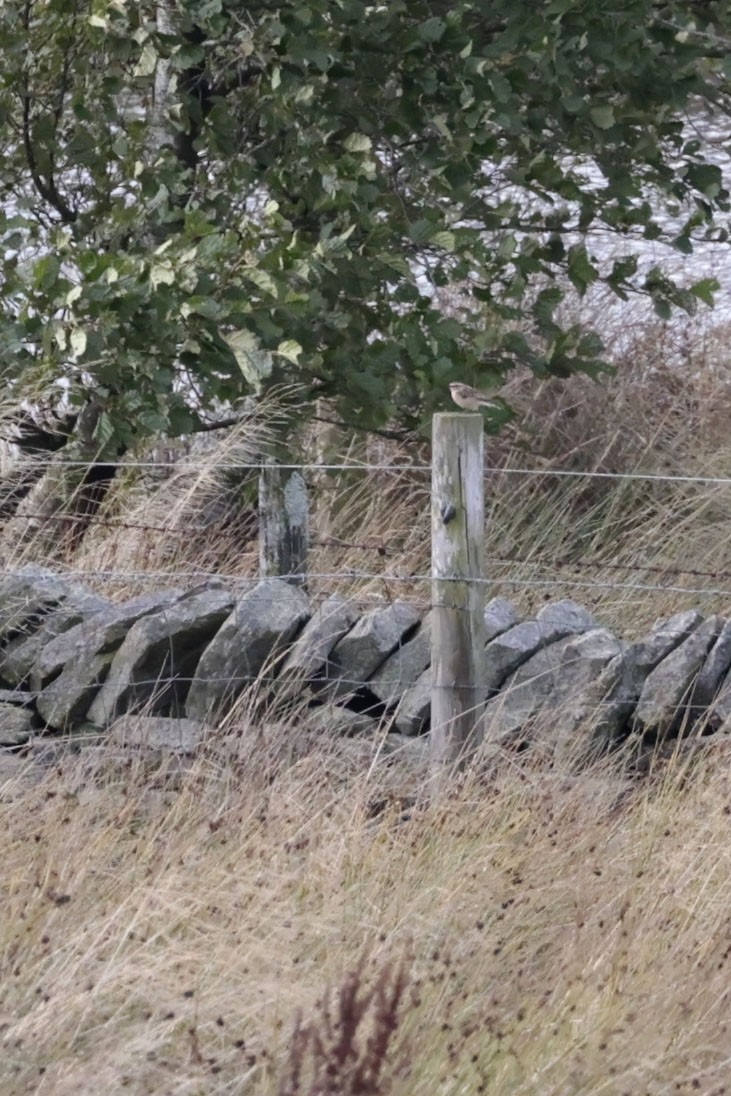 Whinchat - ML642100420