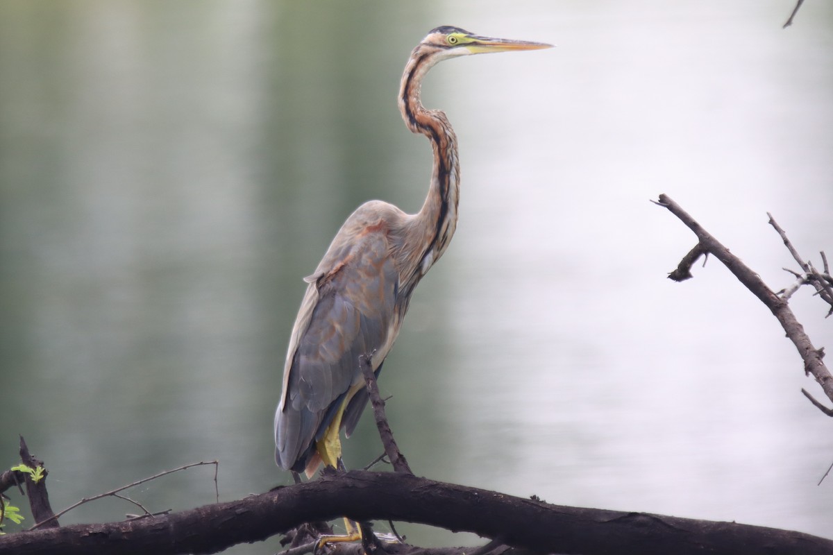 Purple Heron - ML642100421