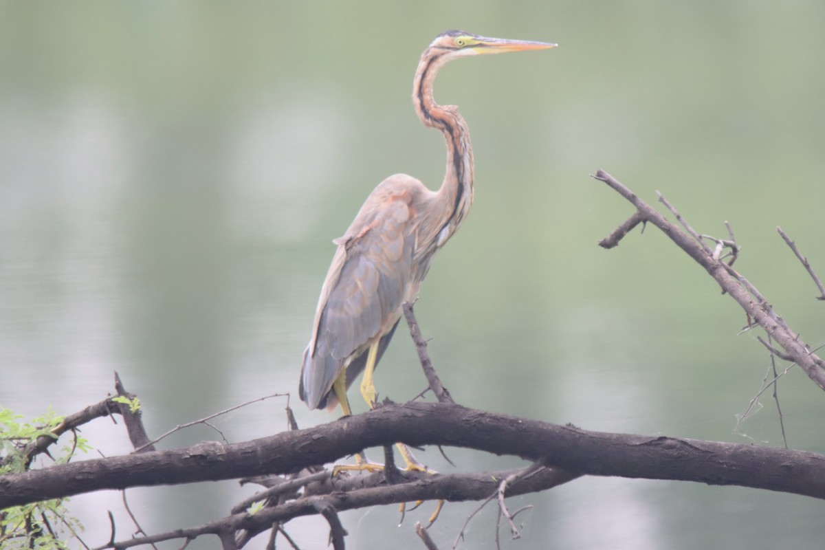 Purple Heron - ML642100422