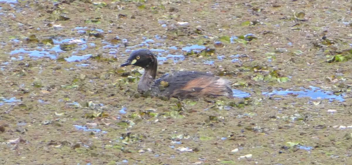 Australasian Grebe - ML642100423