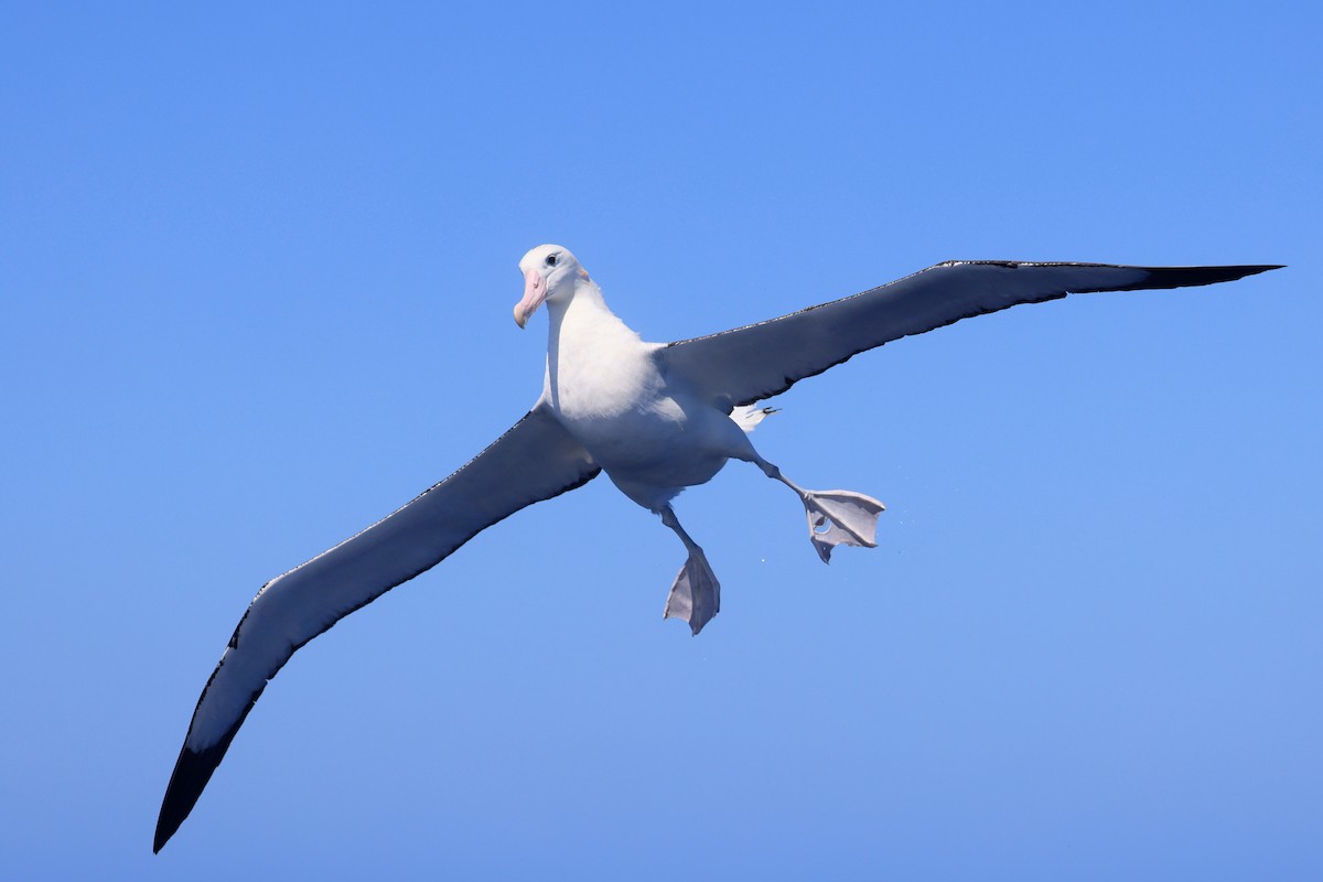 Antipodean Albatross (Gibson's) - ML642100427