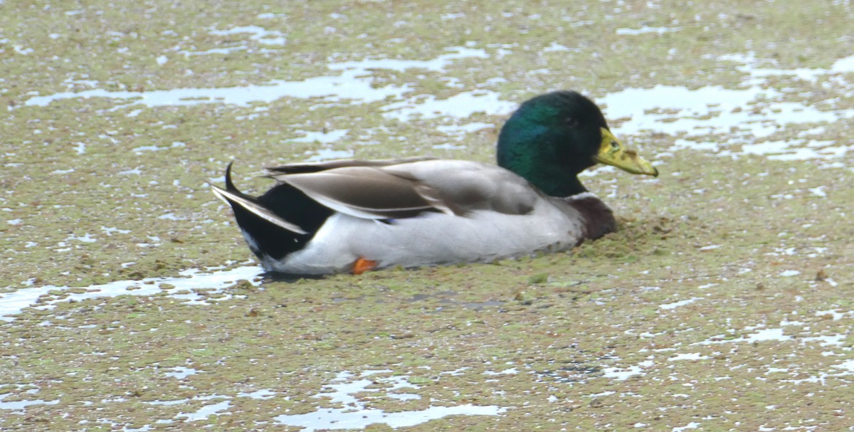 Mallard (Domestic type) - ML642100437