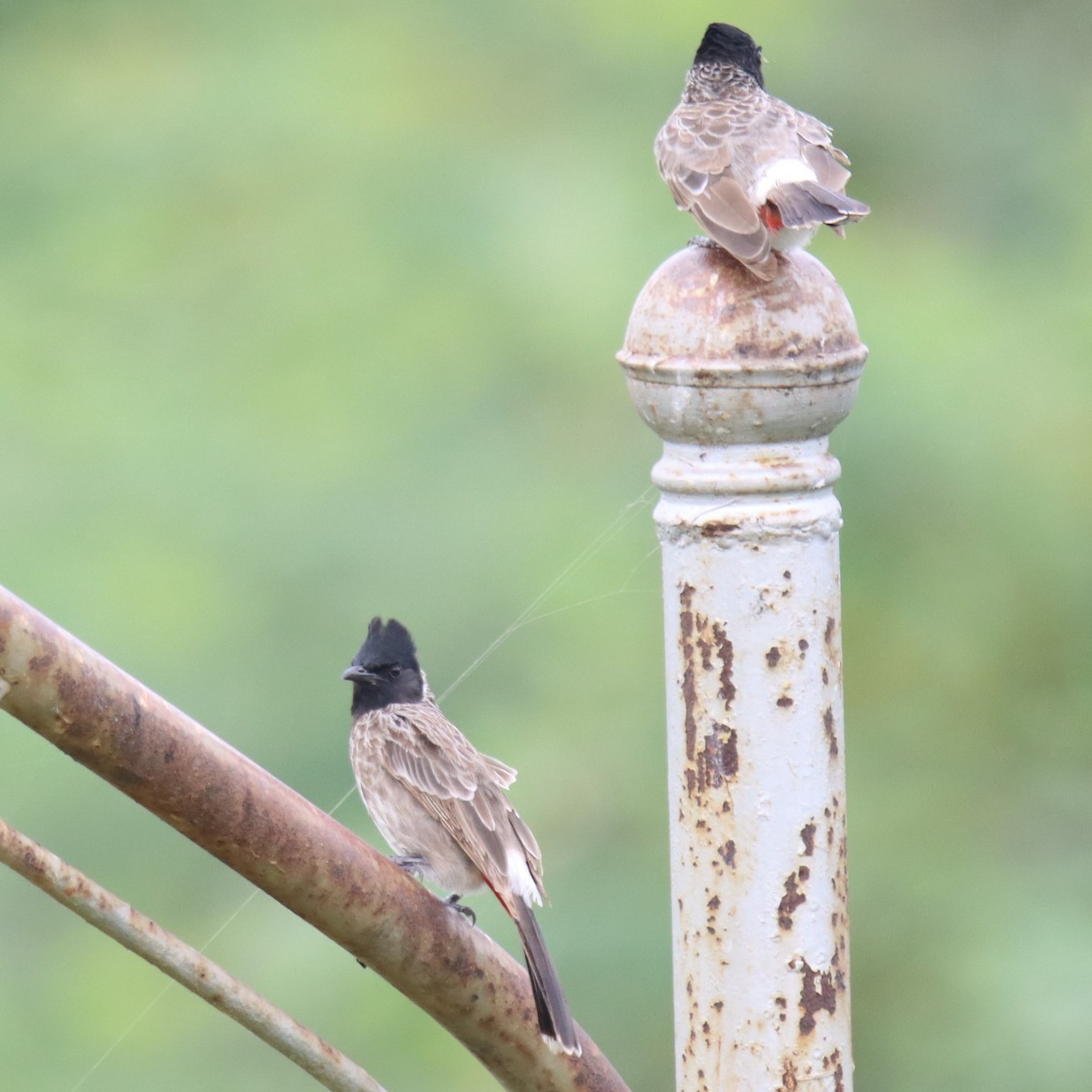 Red-vented Bulbul - ML642100446