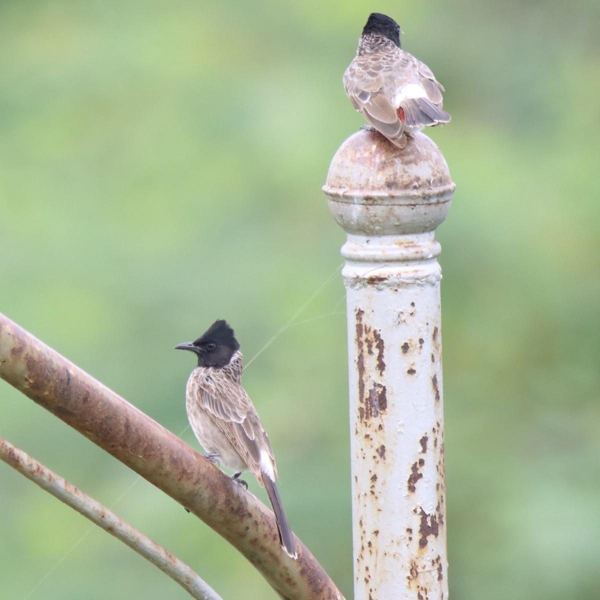 Red-vented Bulbul - ML642100447