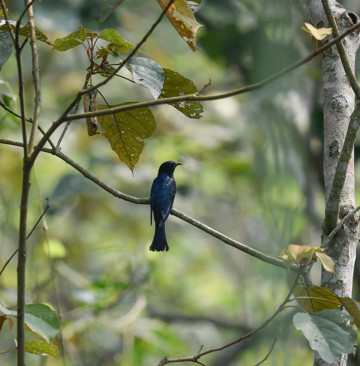 Square-tailed Drongo-Cuckoo - ML642100448