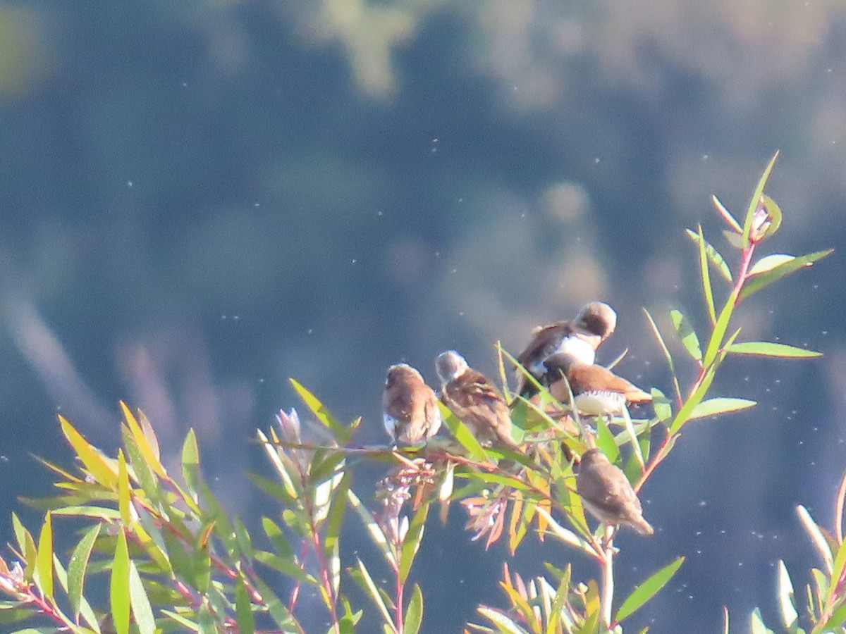 Chestnut-breasted Munia - ML642100451