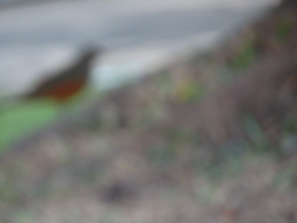 Rufous-bellied Thrush - ML642100453