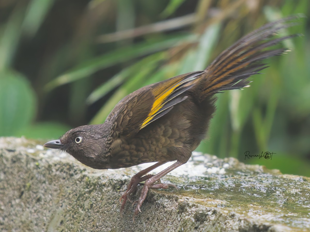 Scaly Laughingthrush - ML642100454