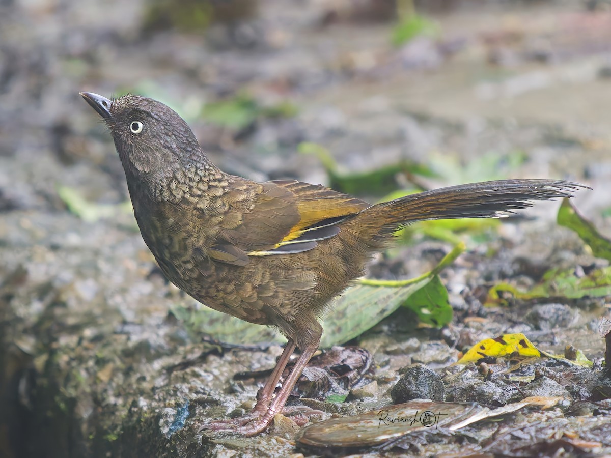 Scaly Laughingthrush - ML642100455